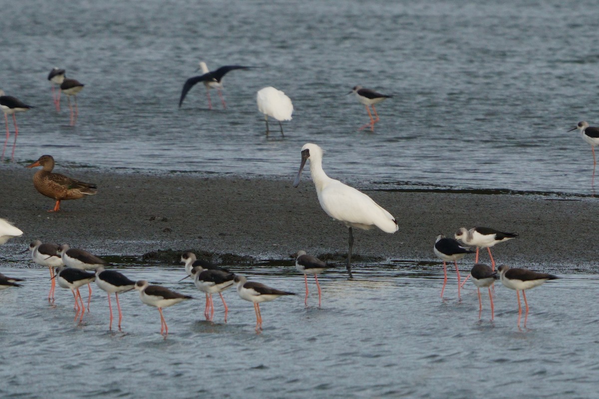Black-faced Spoonbill - ML644581444
