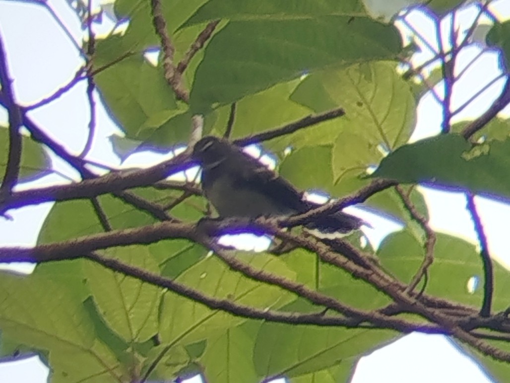 Malaysian Pied-Fantail - ML644581447