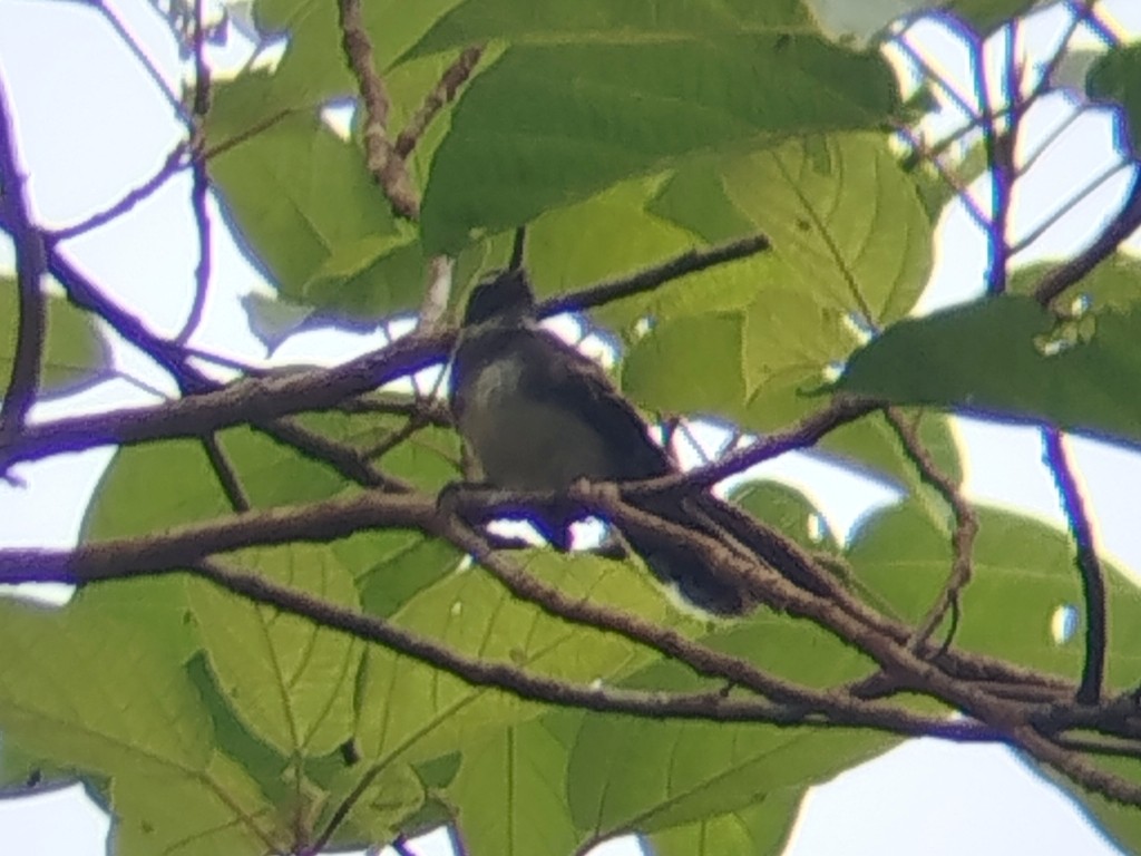 Malaysian Pied-Fantail - ML644581448