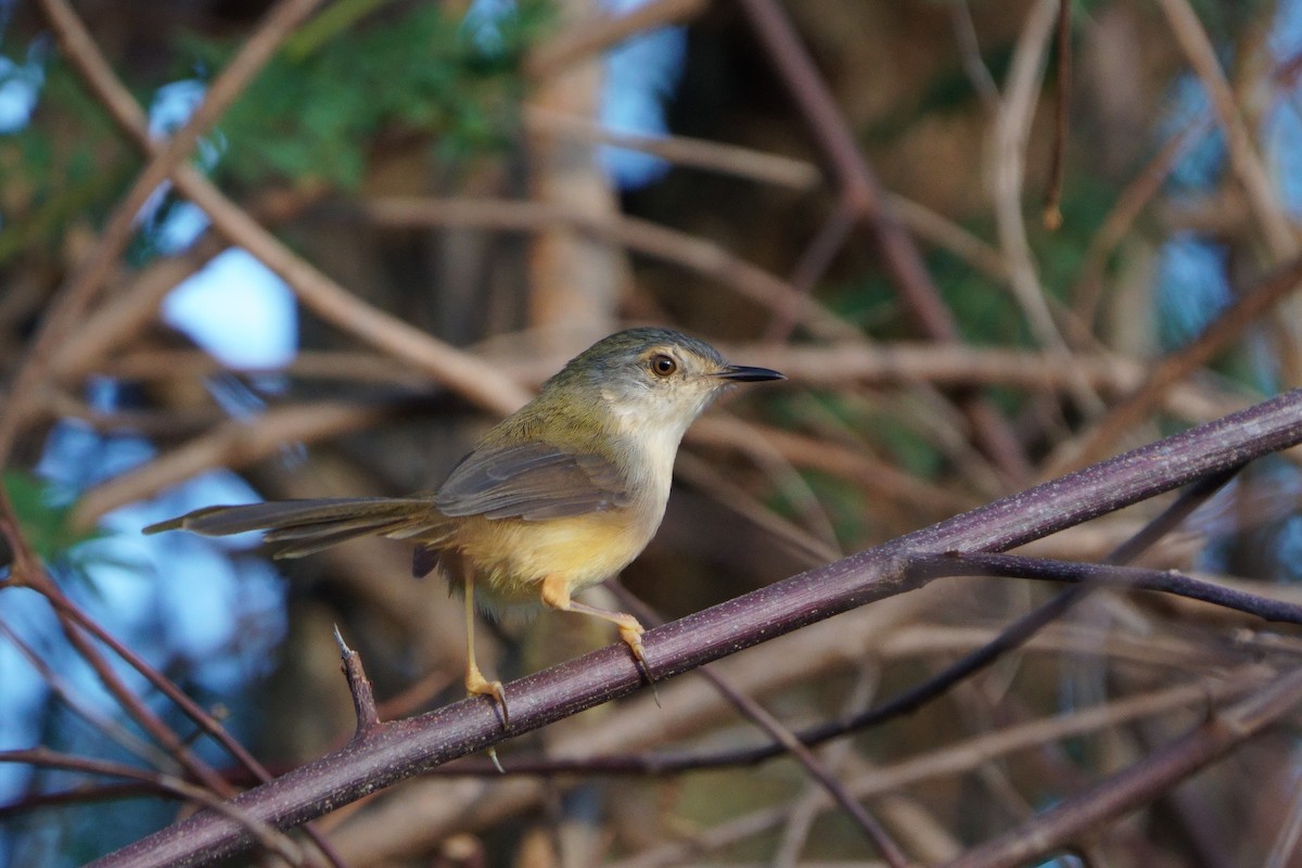 Yellow-bellied Prinia - ML644581459
