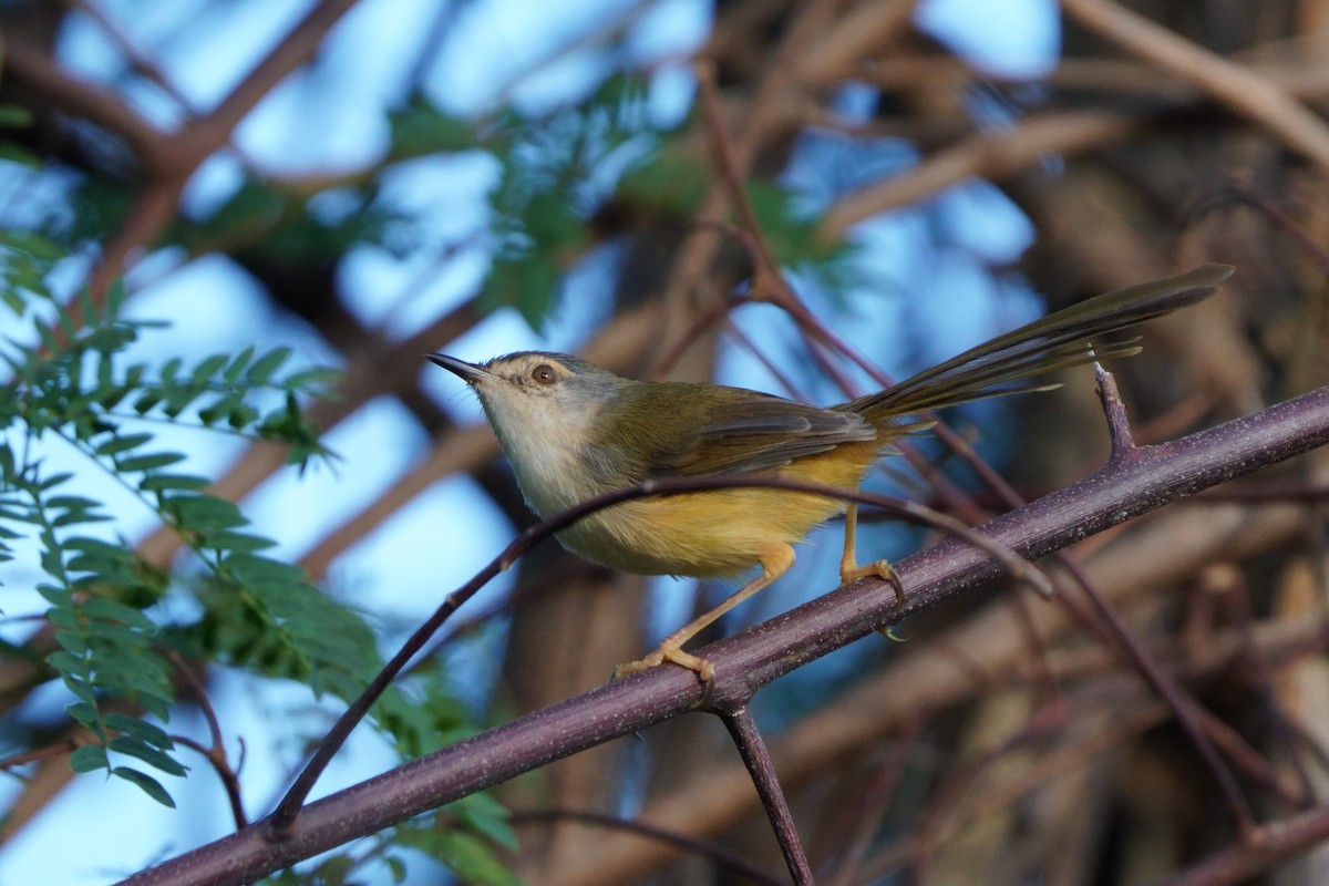 Yellow-bellied Prinia - ML644581460