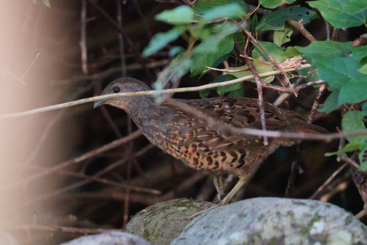 taiwanbambushøne - ML644581462