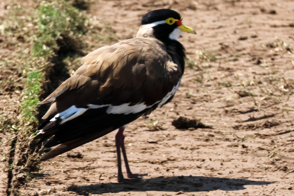 Banded Lapwing - ML644581468