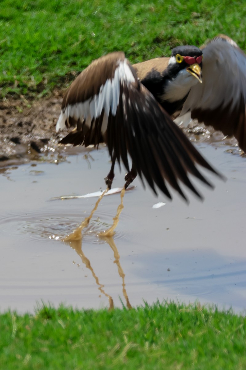 Banded Lapwing - ML644581469
