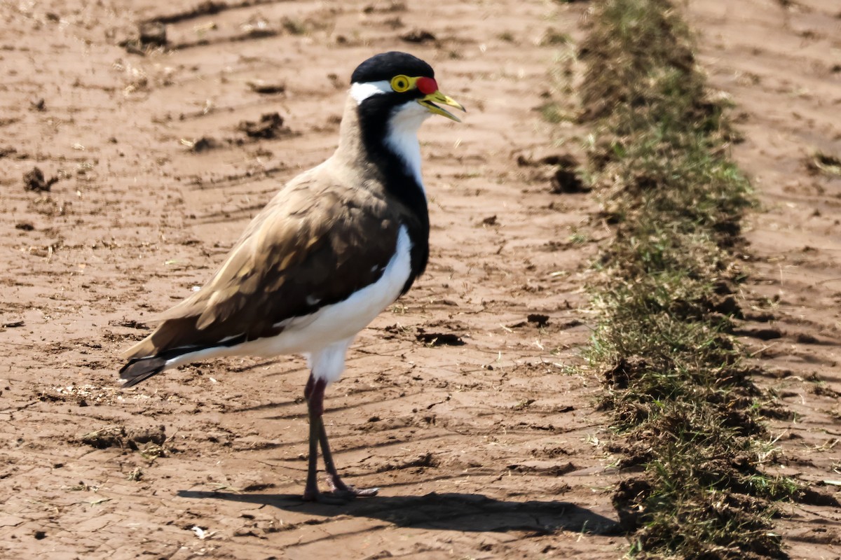 Vanneau tricolore - ML644581474
