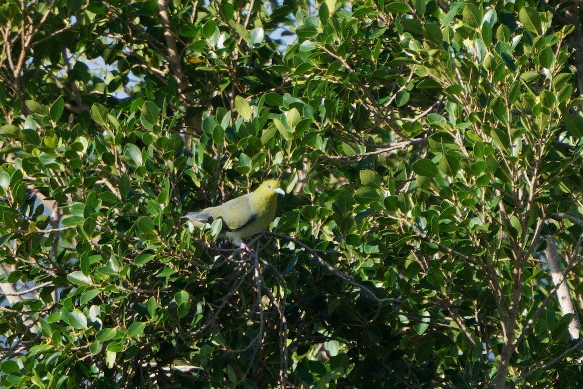White-bellied Green-Pigeon - ML644581477