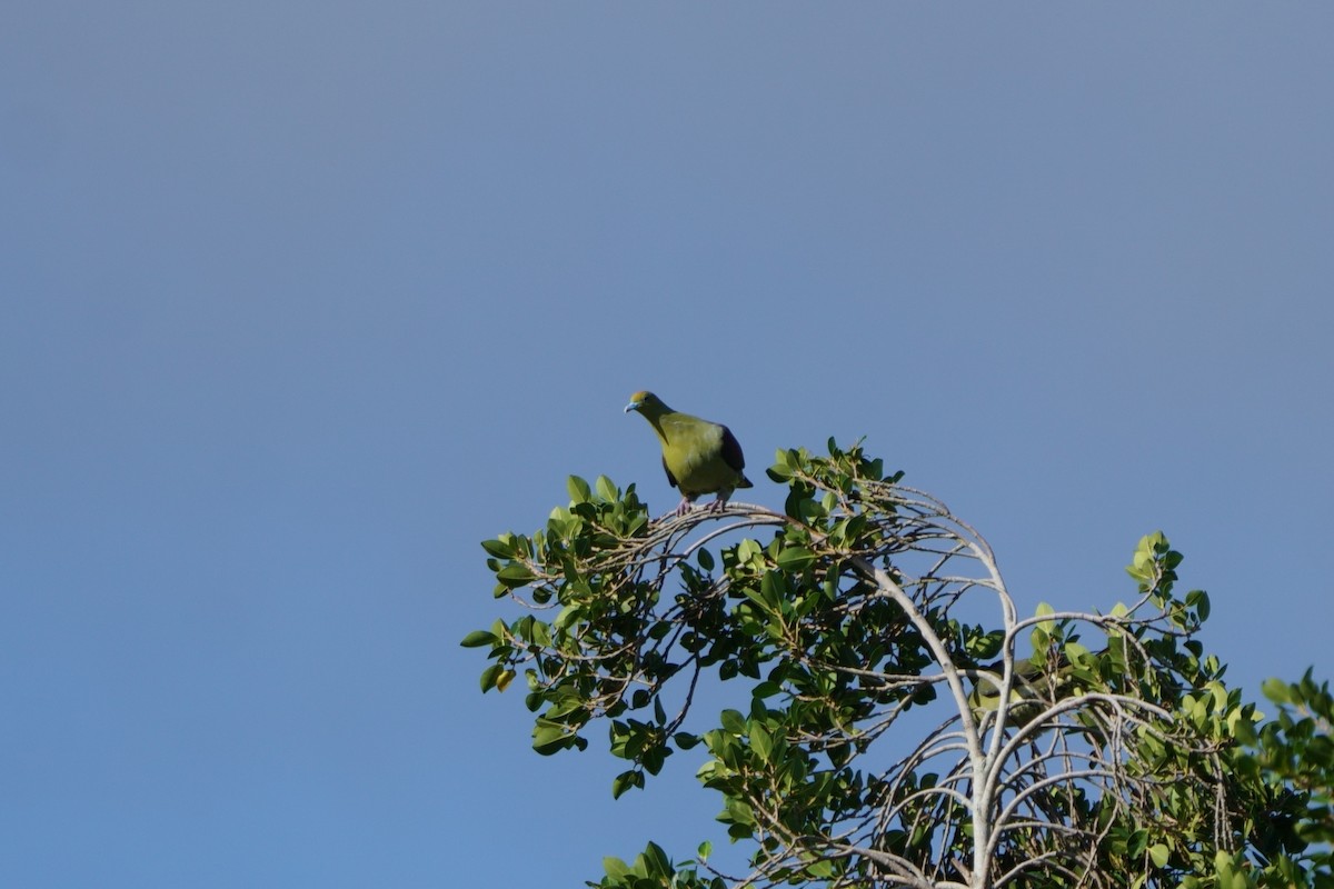 Whistling Green-Pigeon - ML644581480