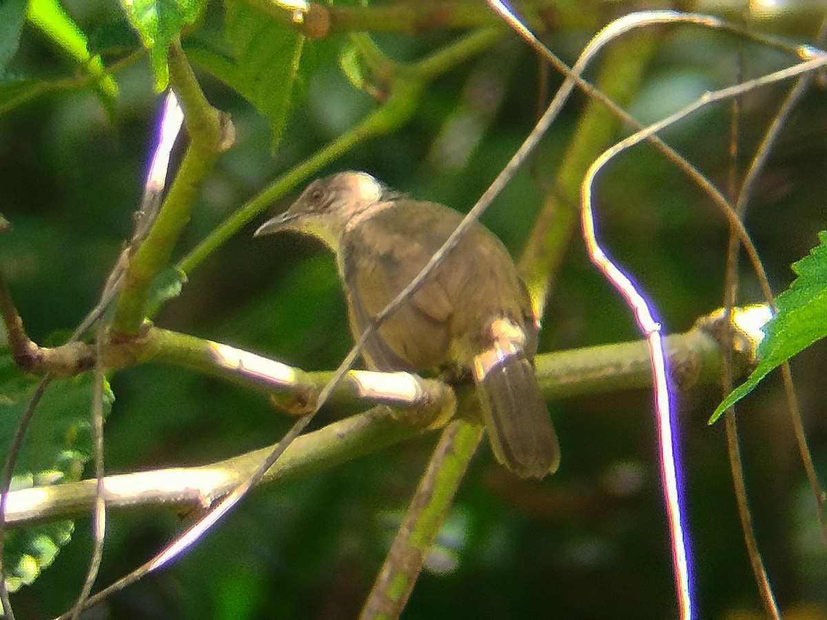 Olive-winged Bulbul - ML644581482