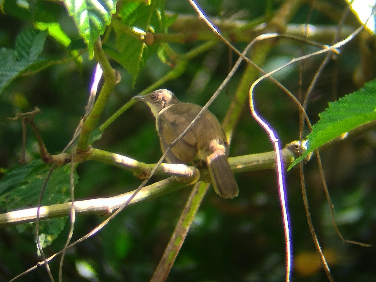 Olive-winged Bulbul - ML644581483
