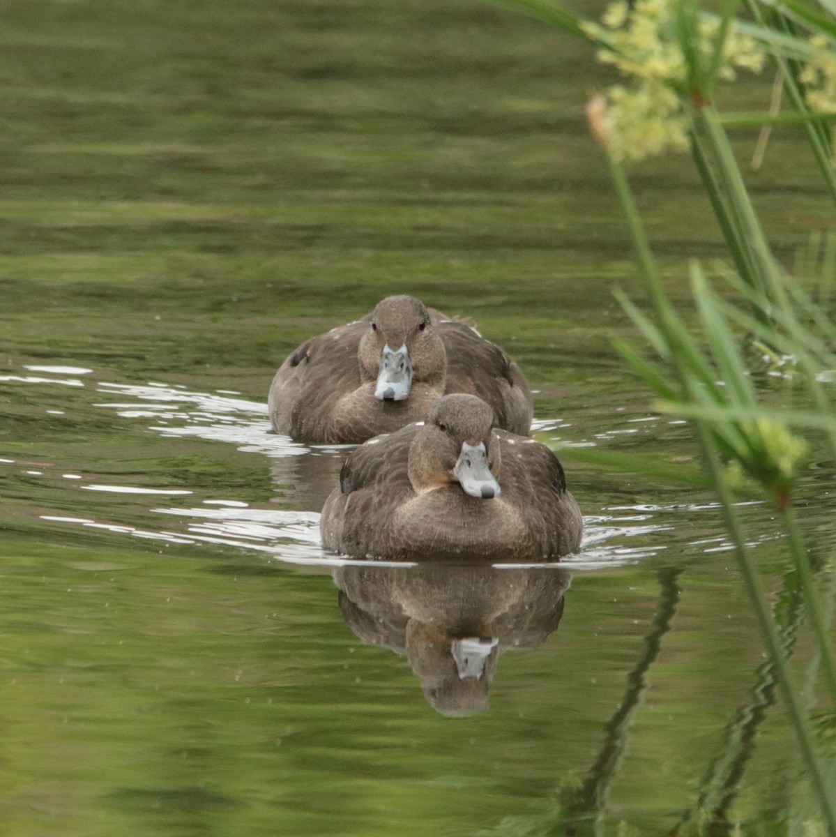 kachna temná - ML644581484