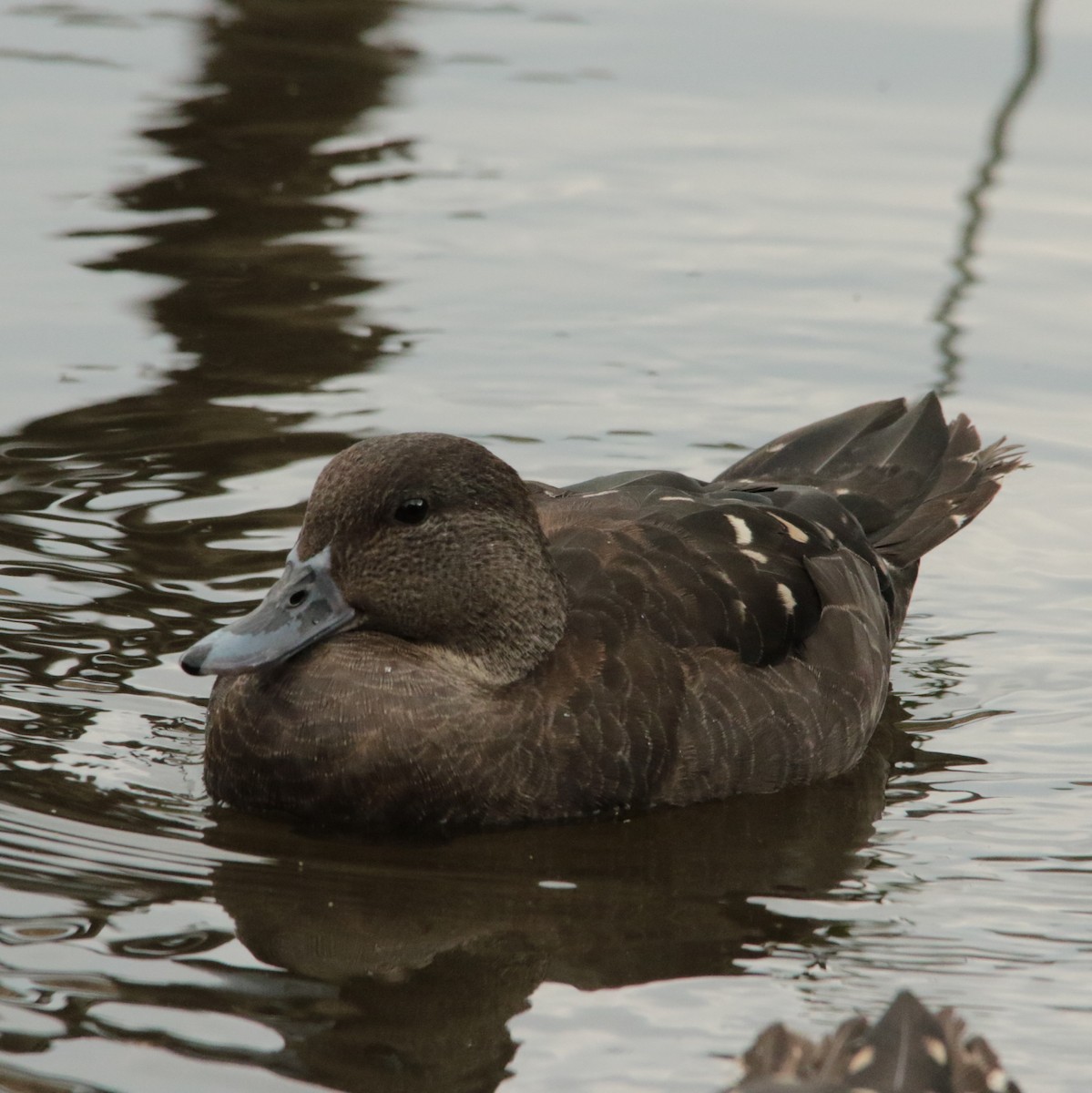 kachna temná - ML644581485