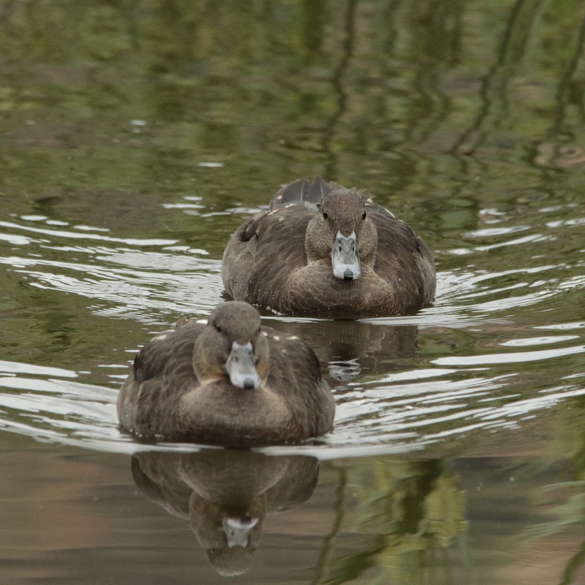 kachna temná - ML644581486