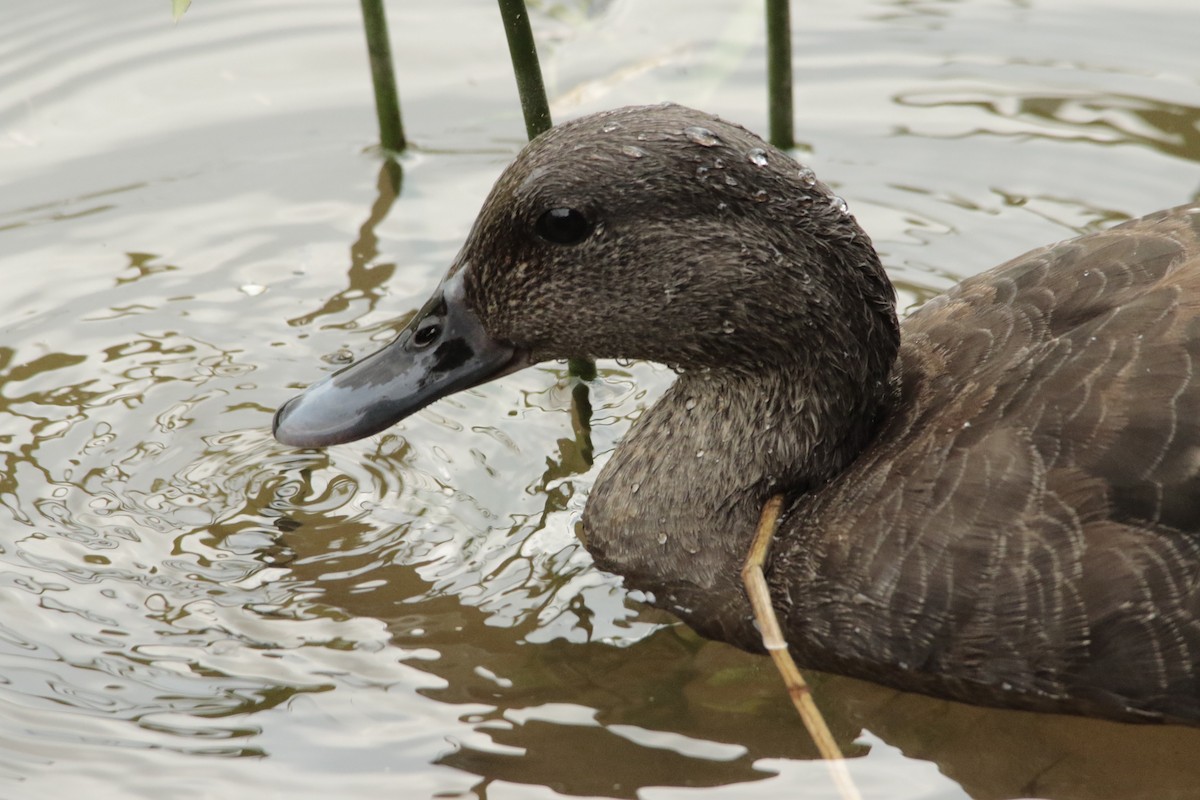 kachna temná - ML644581487