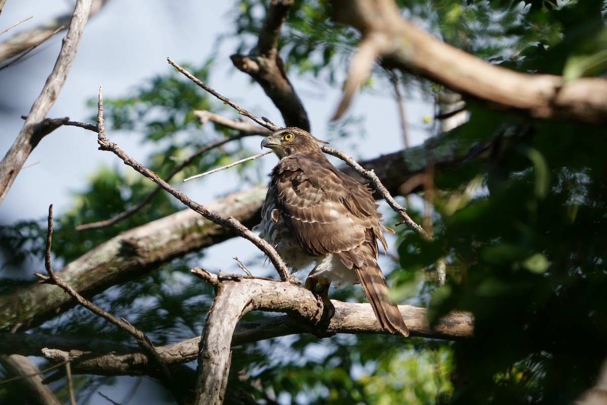 カンムリオオタカ - ML644581489