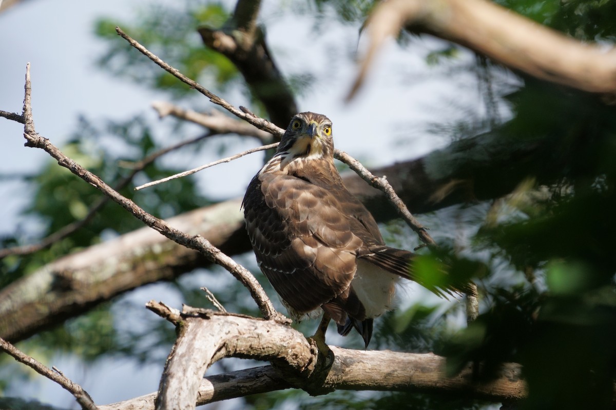 カンムリオオタカ - ML644581490