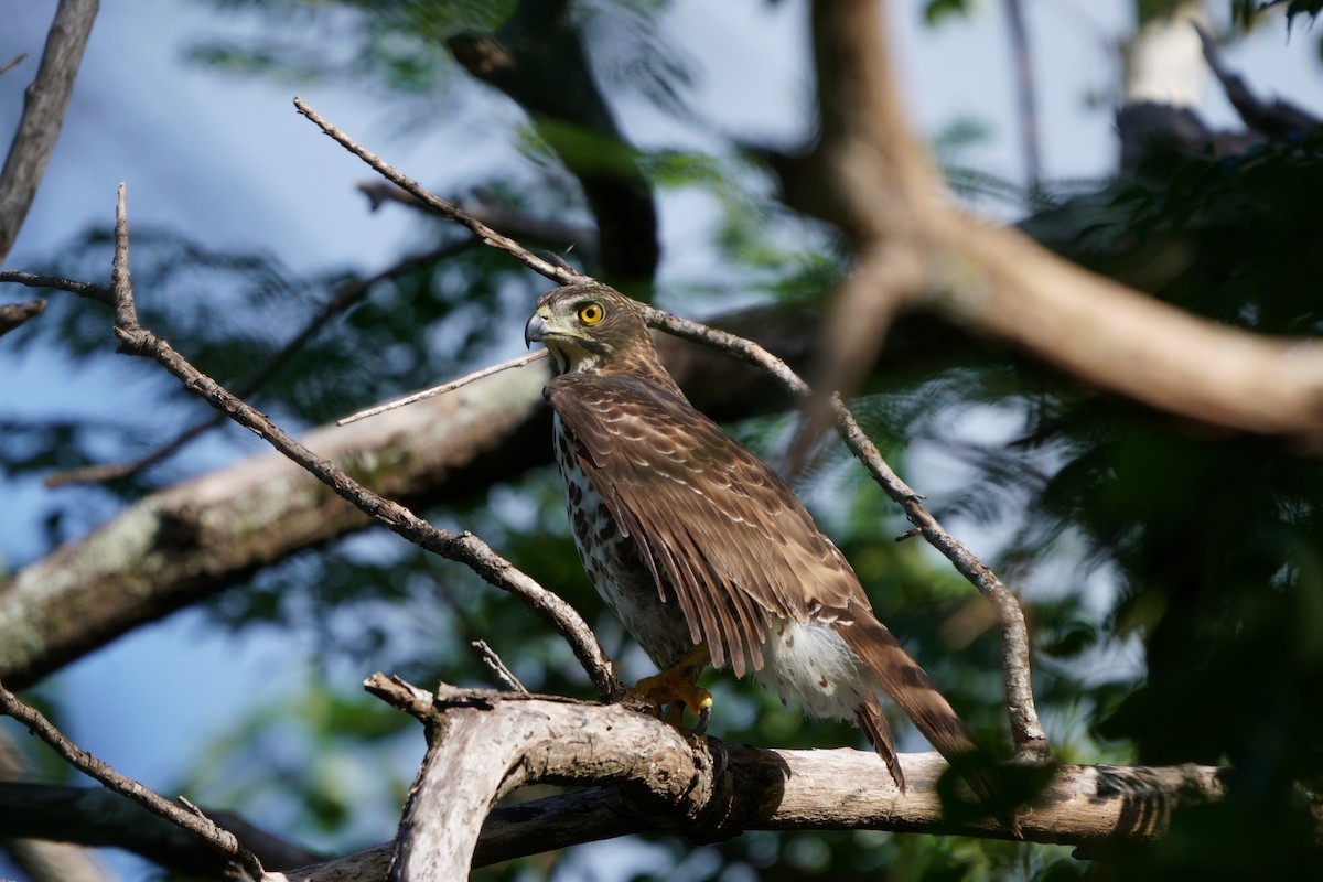 カンムリオオタカ - ML644581491