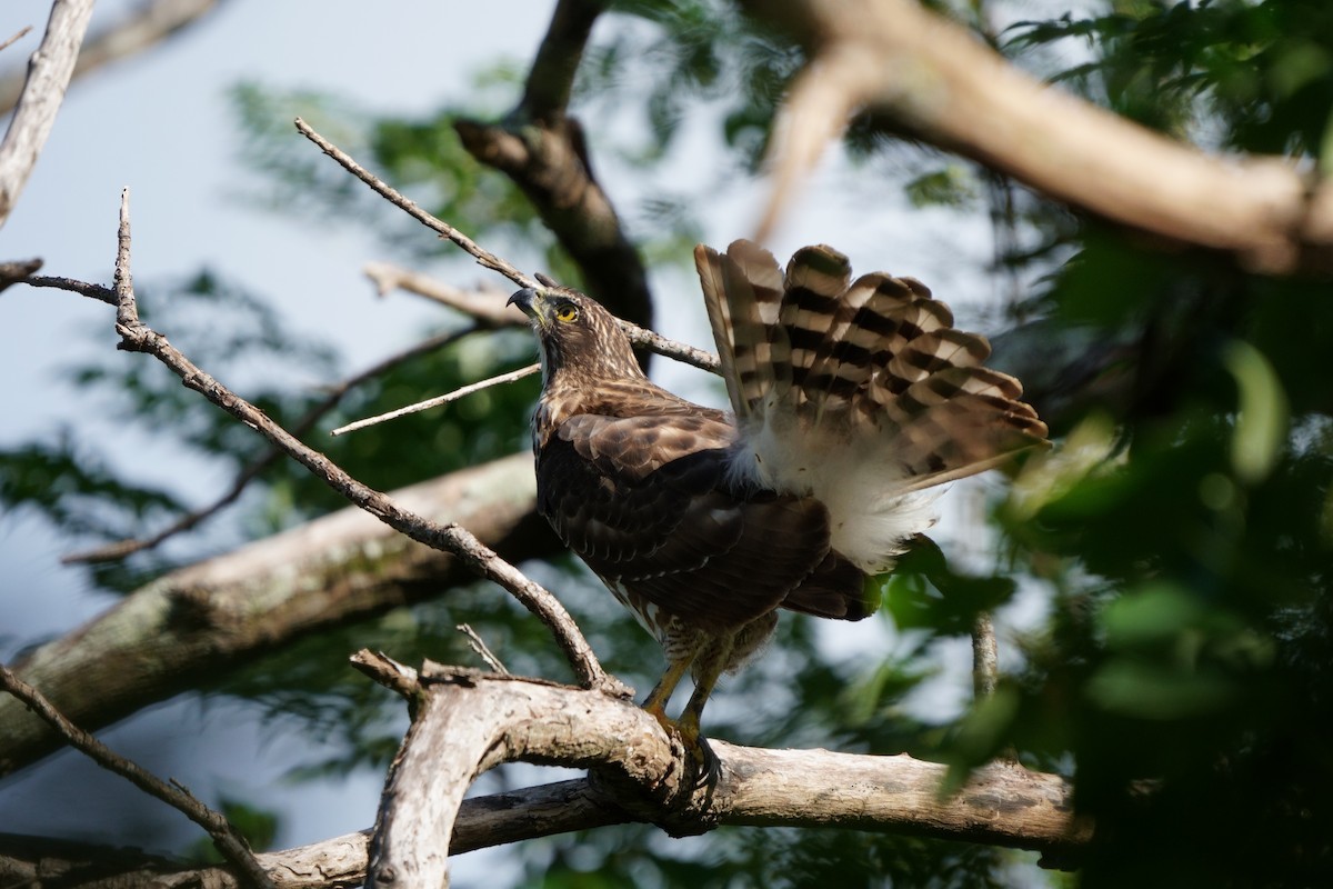 カンムリオオタカ - ML644581492