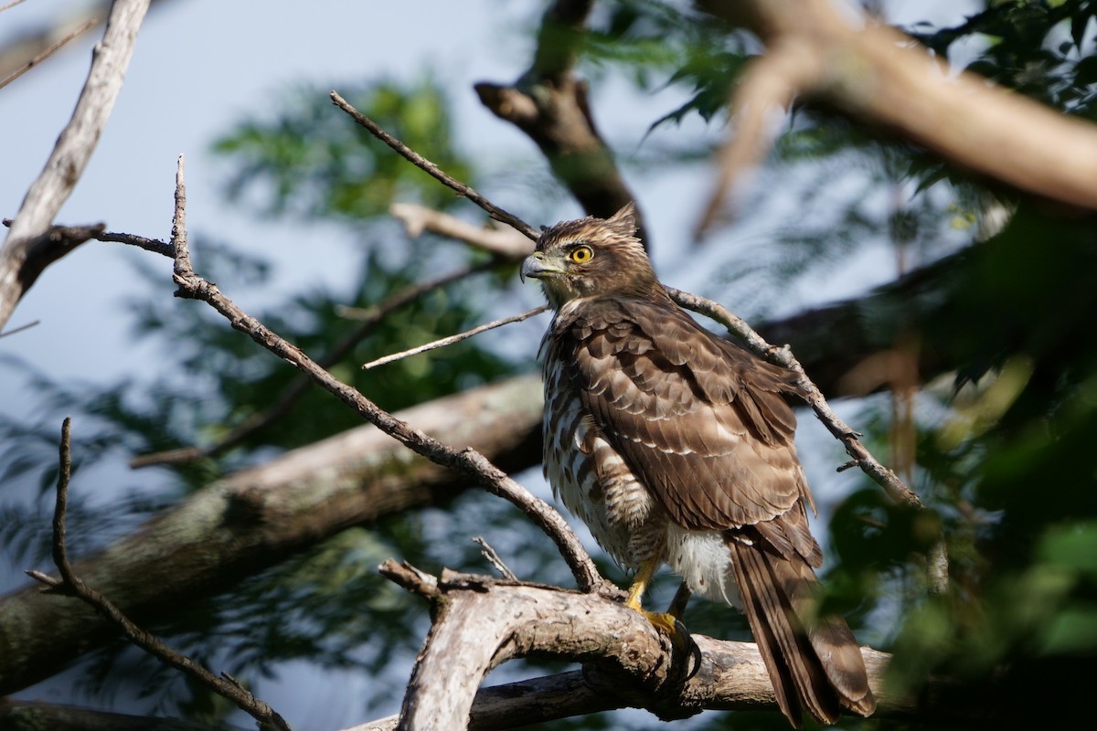 カンムリオオタカ - ML644581493