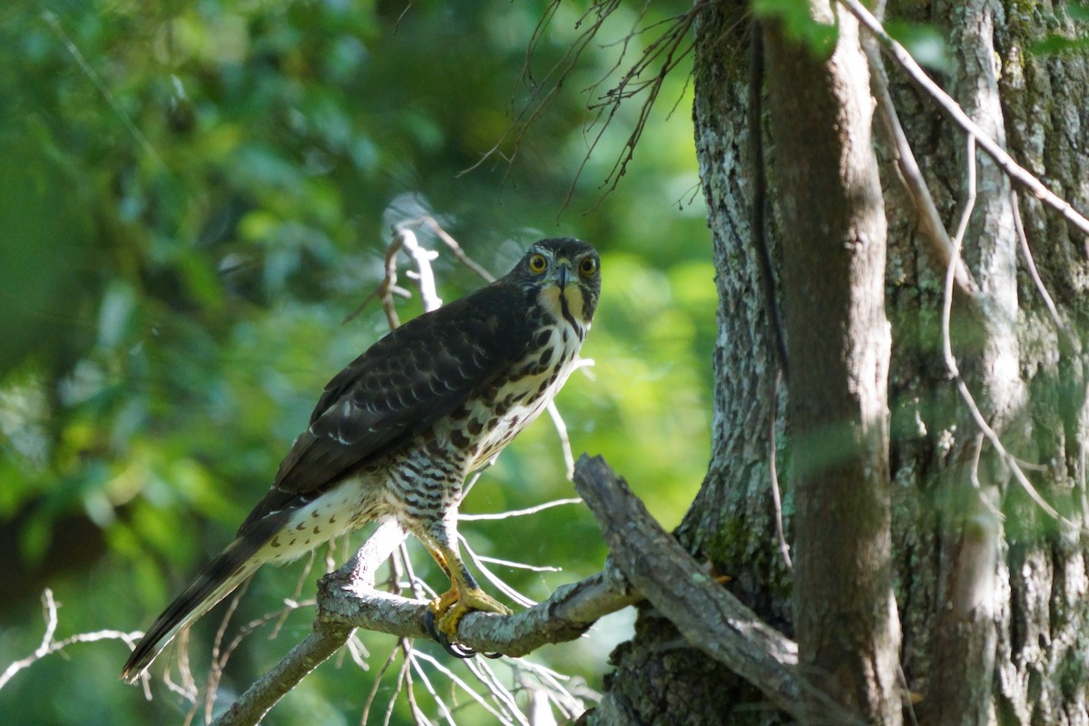 カンムリオオタカ - ML644581494