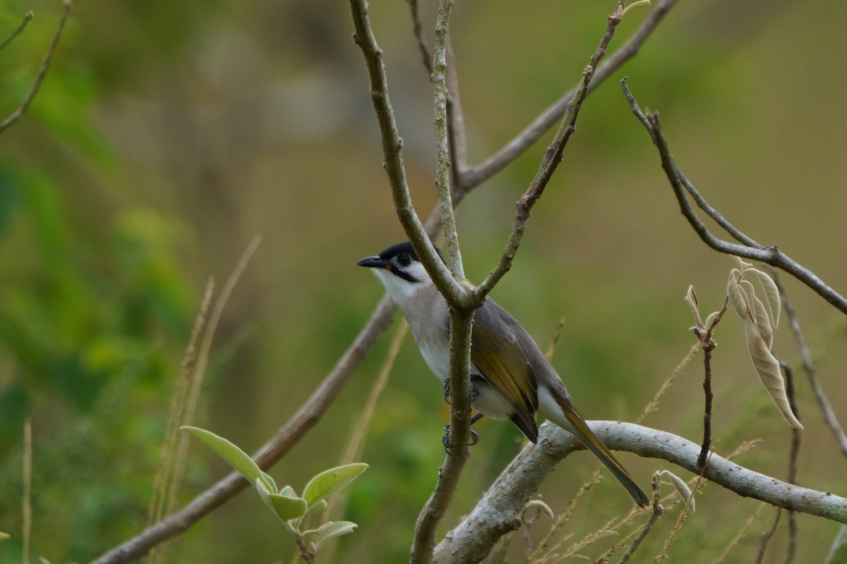 Styan's Bulbul - ML644581497