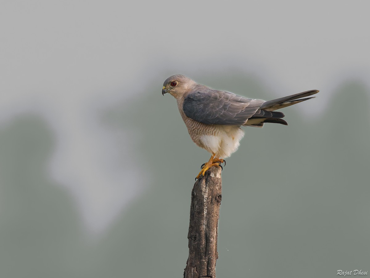 נץ הים הכספי - ML644581498