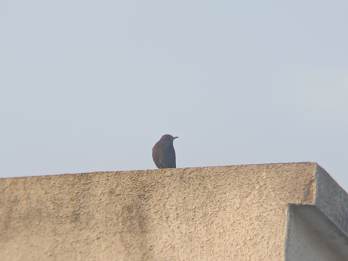 Blue Rock-Thrush - ML644581502
