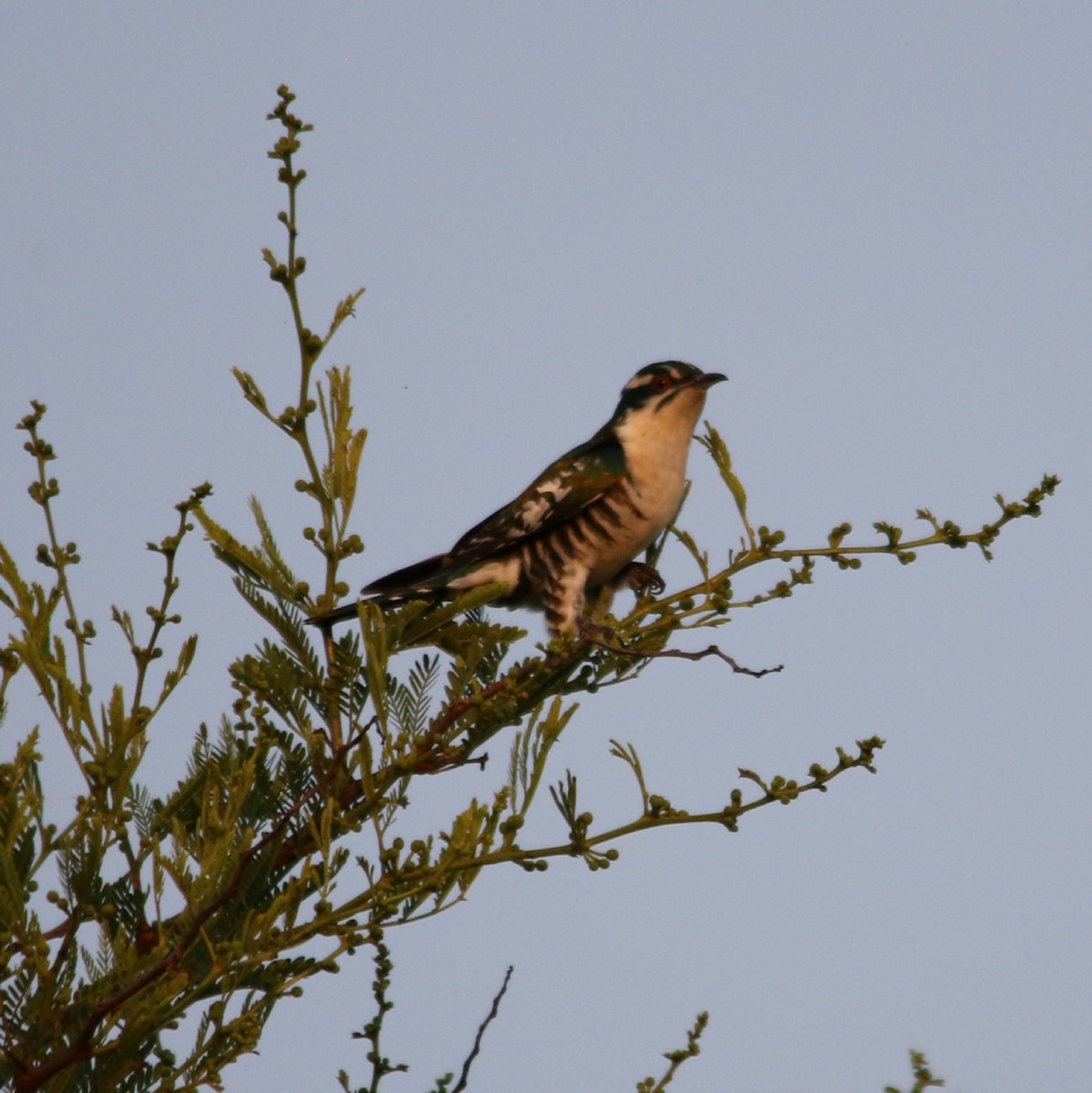 kukačka lesklá - ML644581503