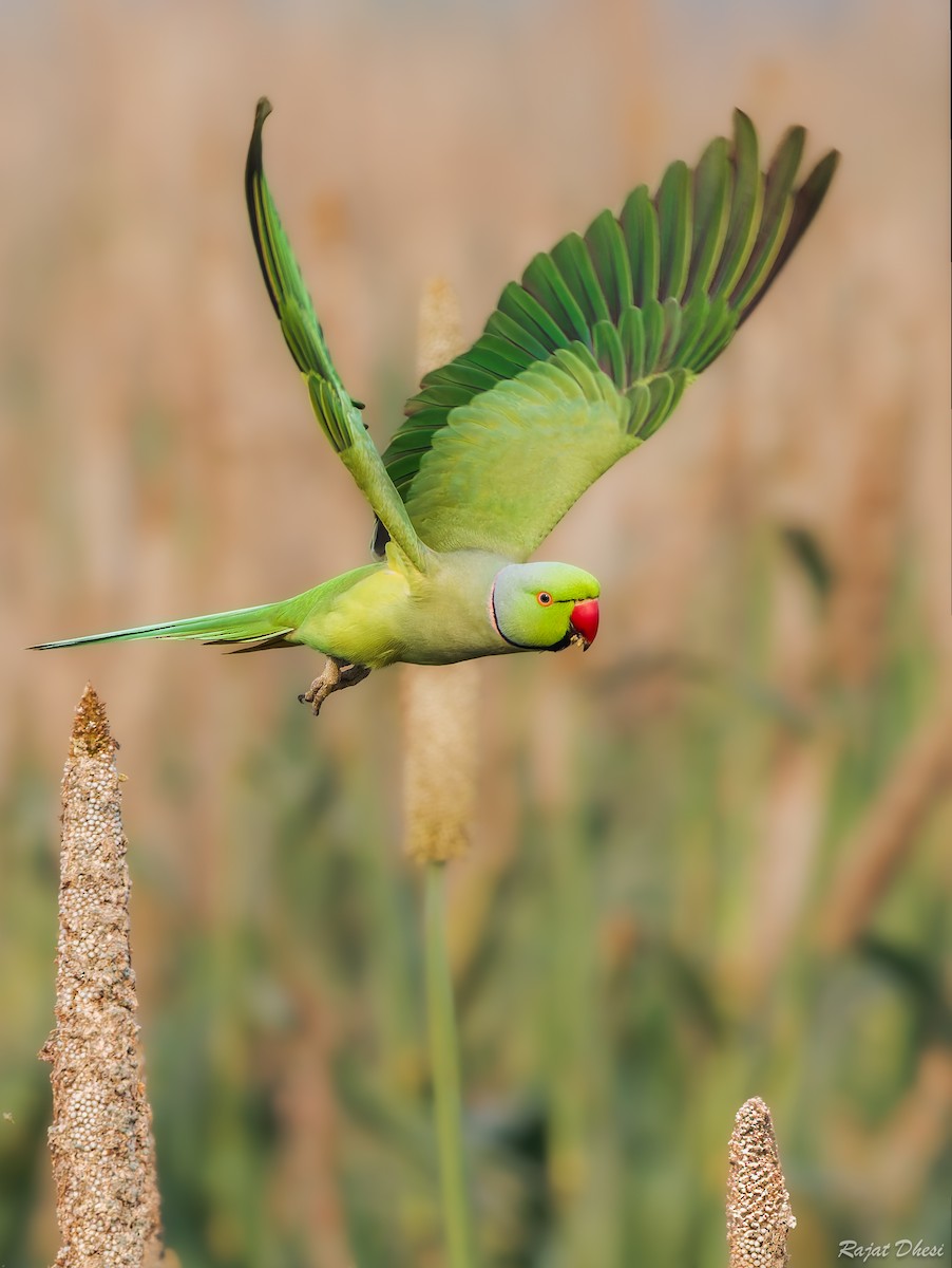 דררה - ML644581504