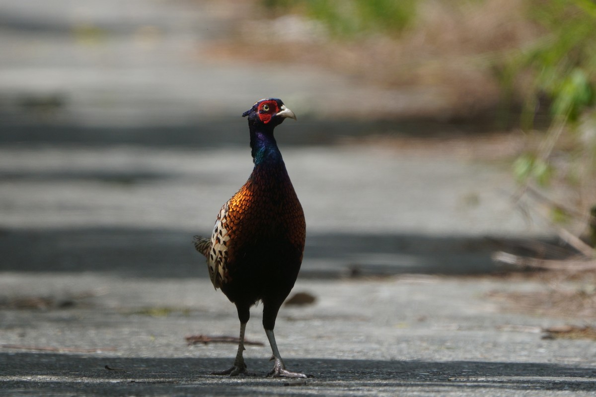 Ring-necked Pheasant - ML644581508