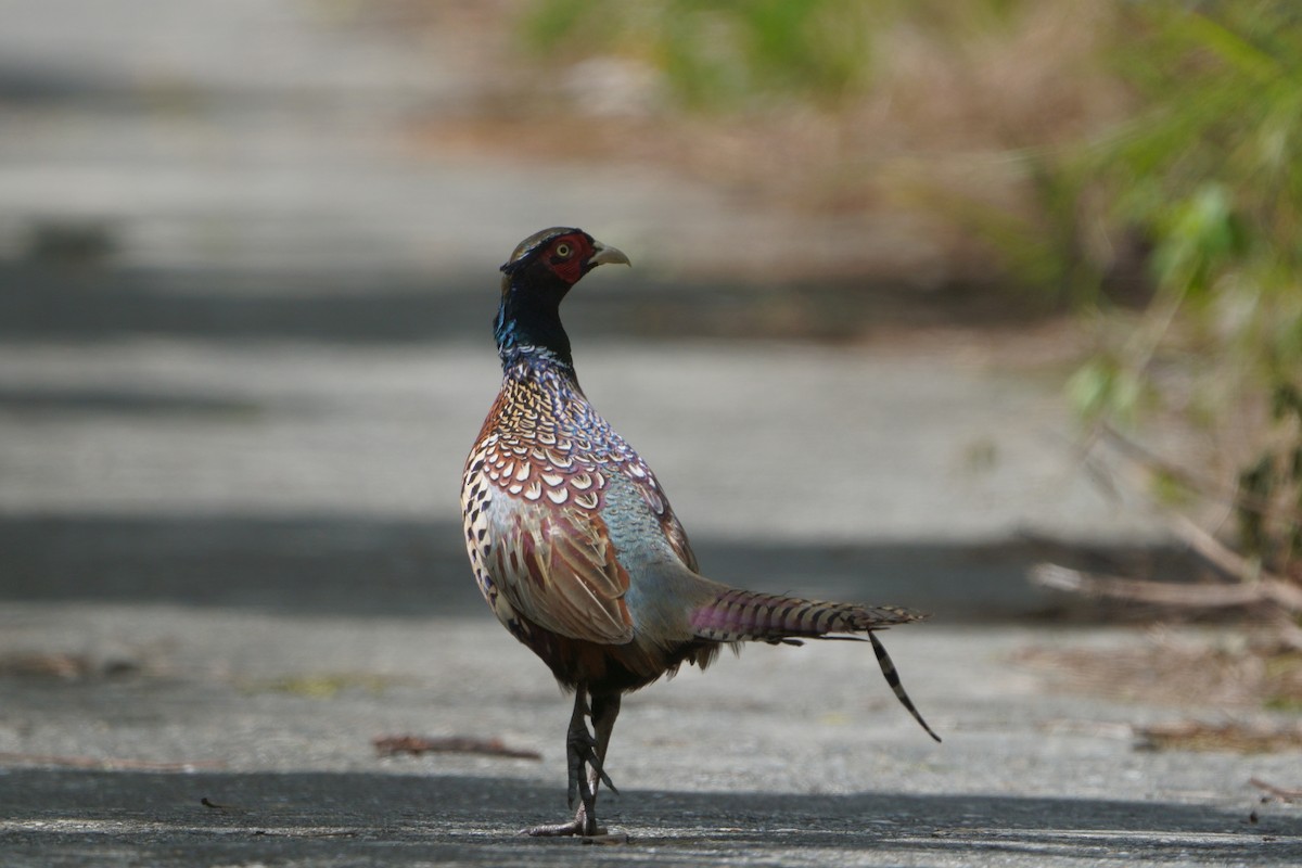 Ring-necked Pheasant - ML644581509