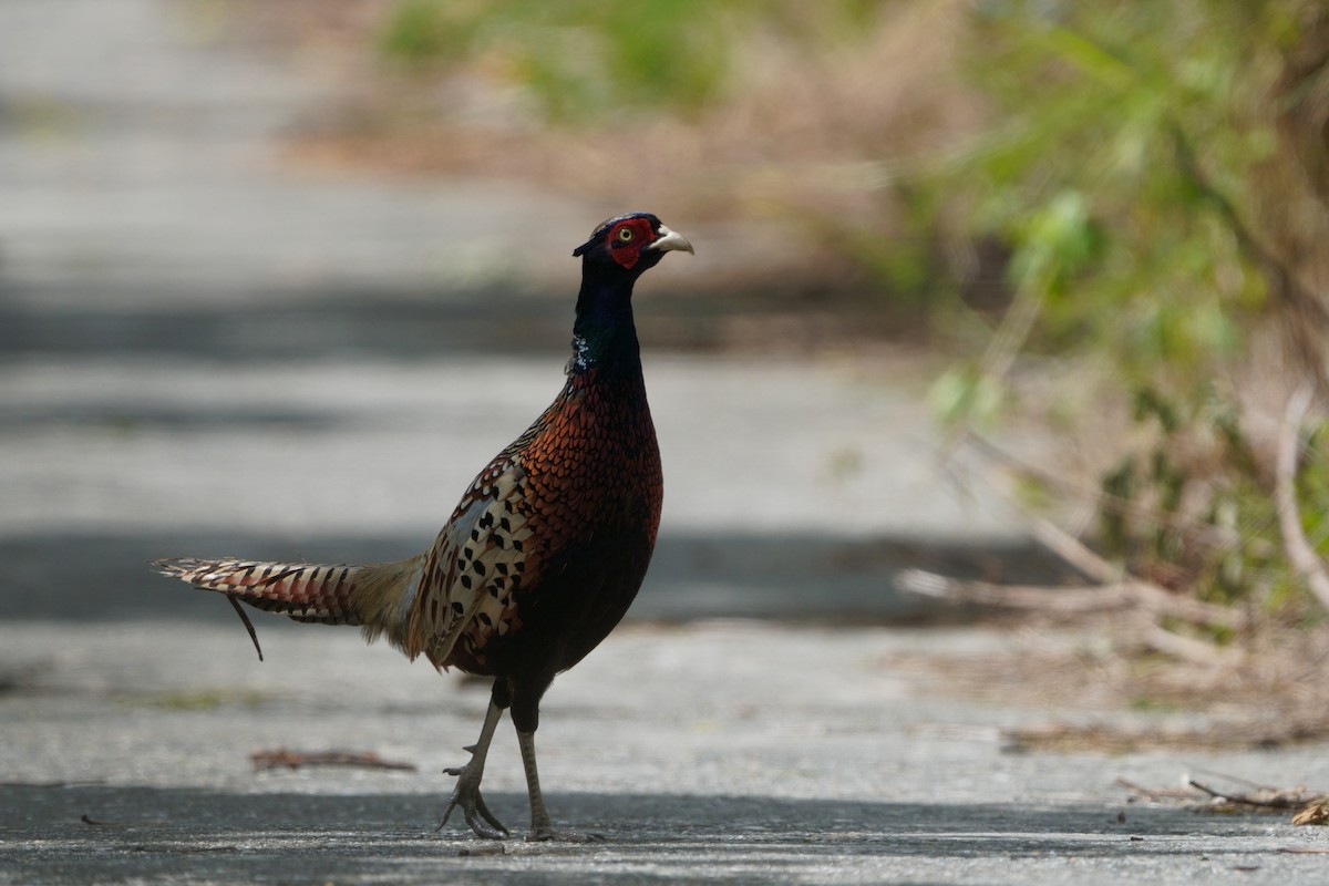 Ring-necked Pheasant - ML644581510