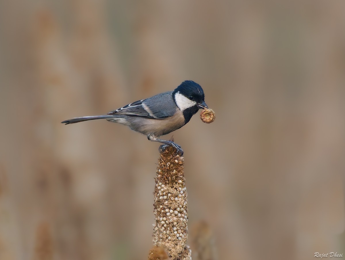 ירגזי אפרפר - ML644581511