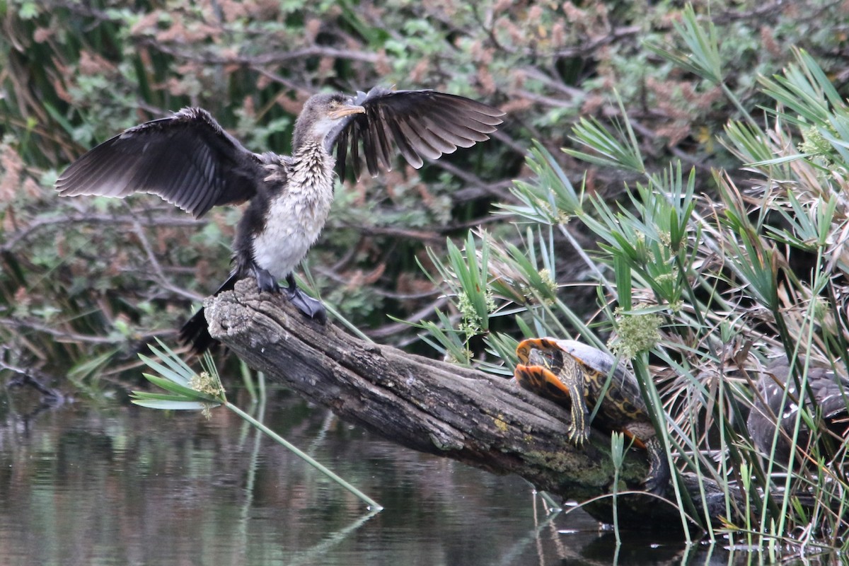 Reed Cormorant - ML644581512