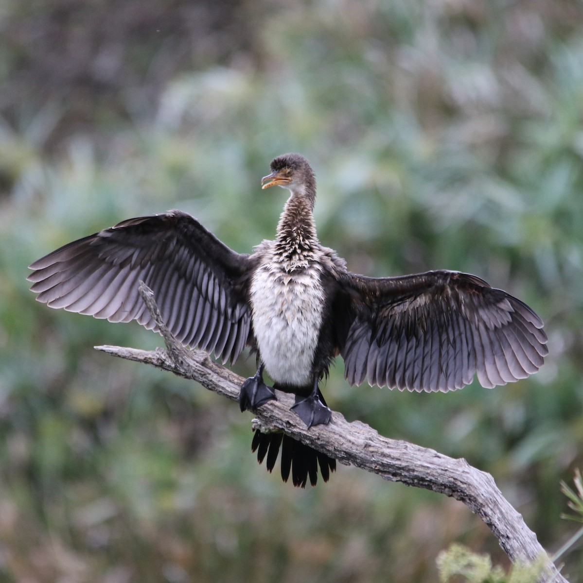 Reed Cormorant - ML644581513