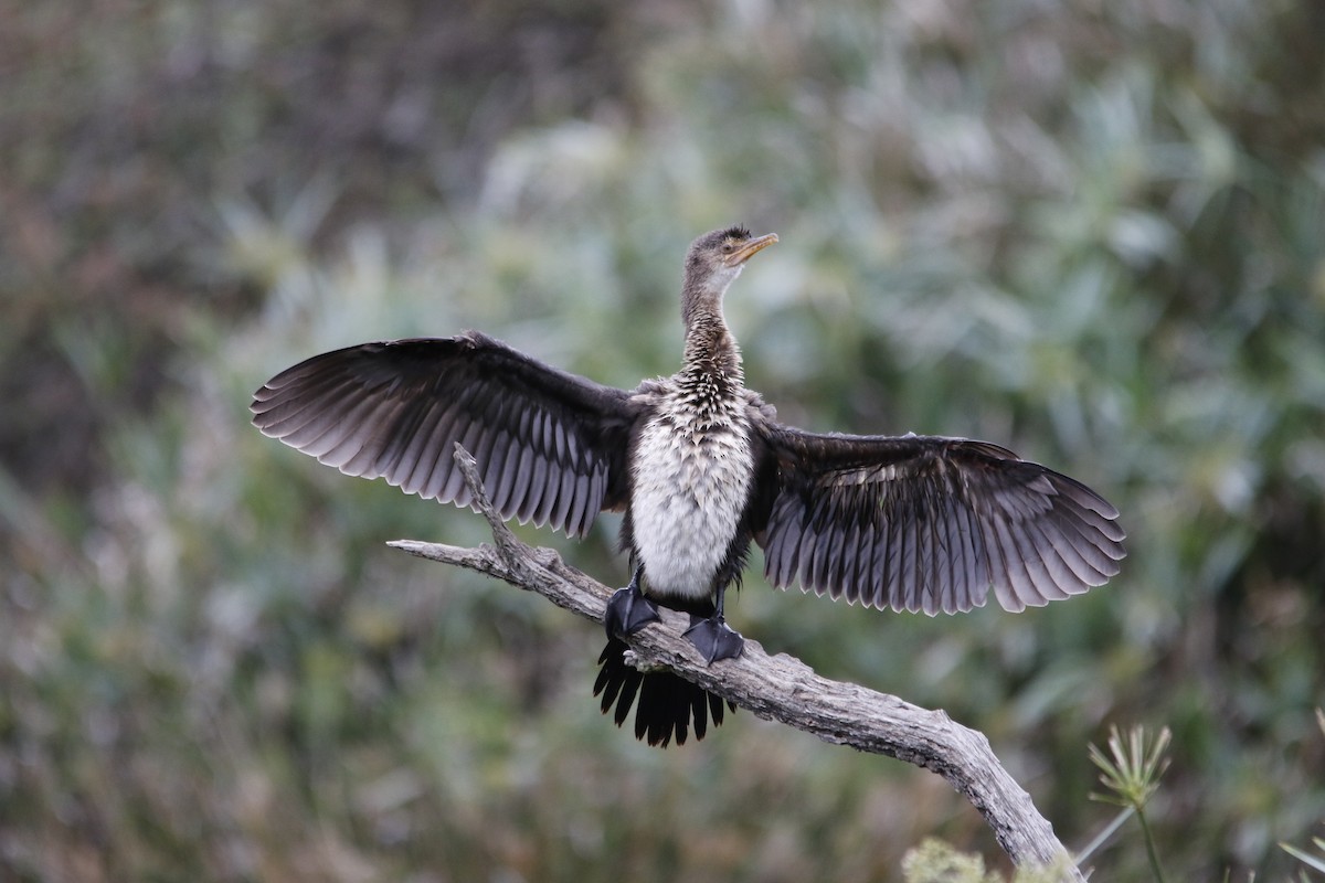 Reed Cormorant - ML644581514