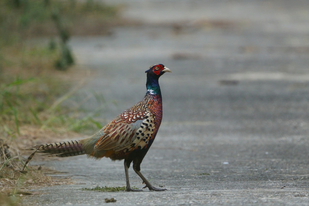Ring-necked Pheasant - ML644581515
