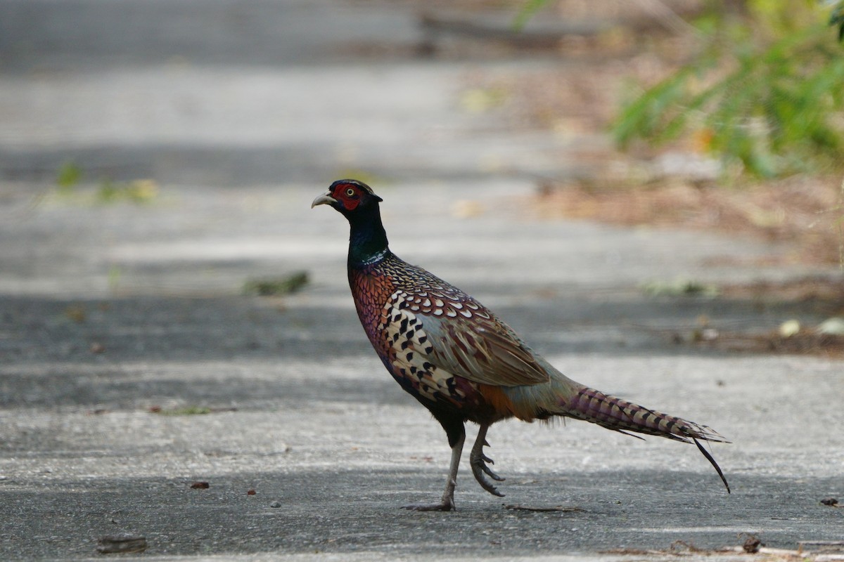 Ring-necked Pheasant - ML644581516