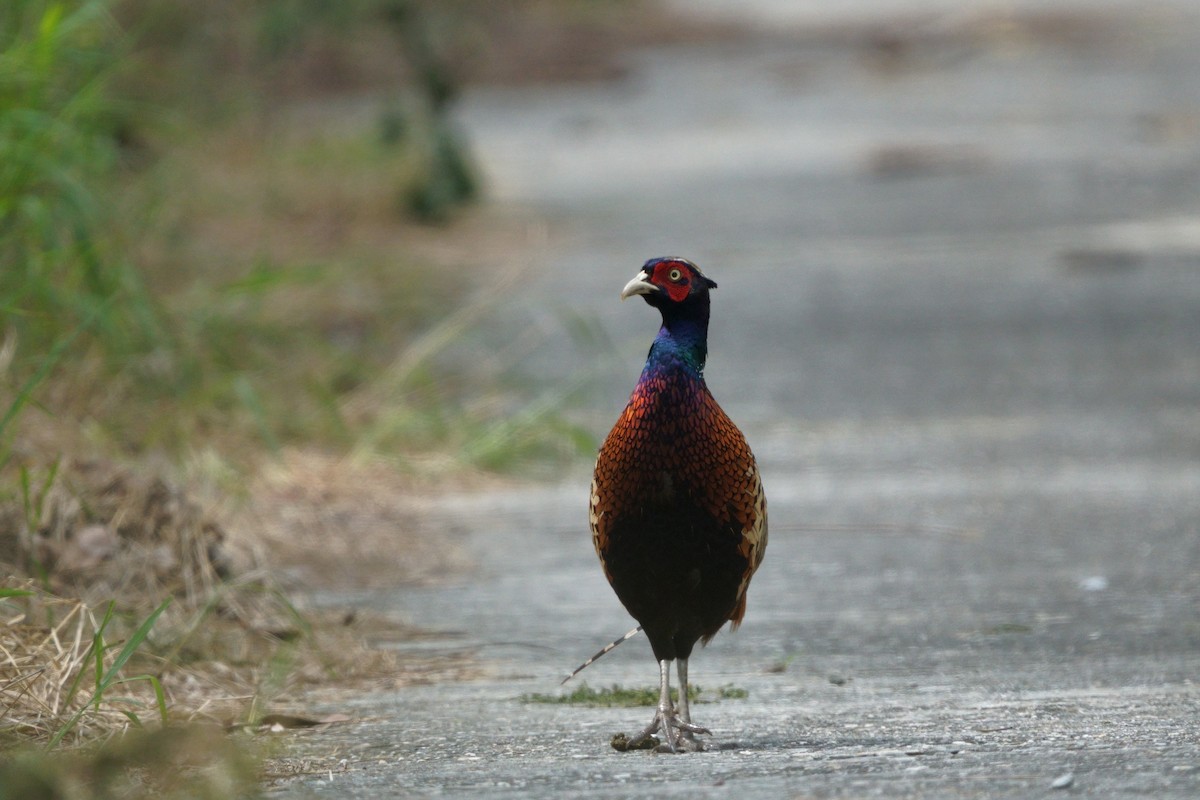 Ring-necked Pheasant - ML644581517