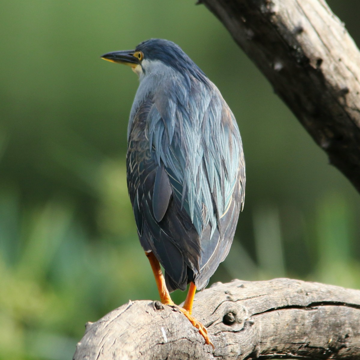 volavka vlasatá - ML644581518