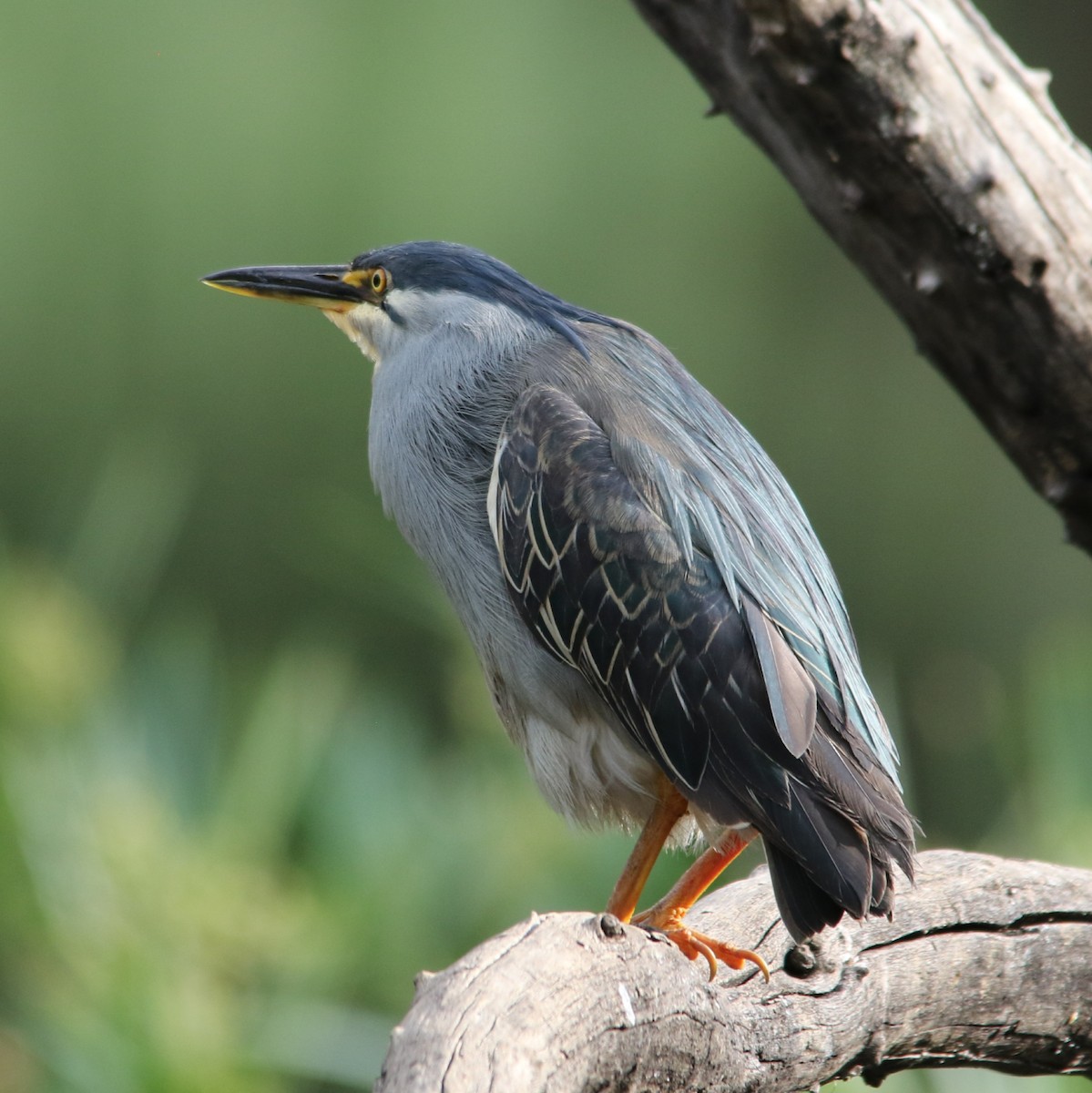 volavka vlasatá - ML644581519