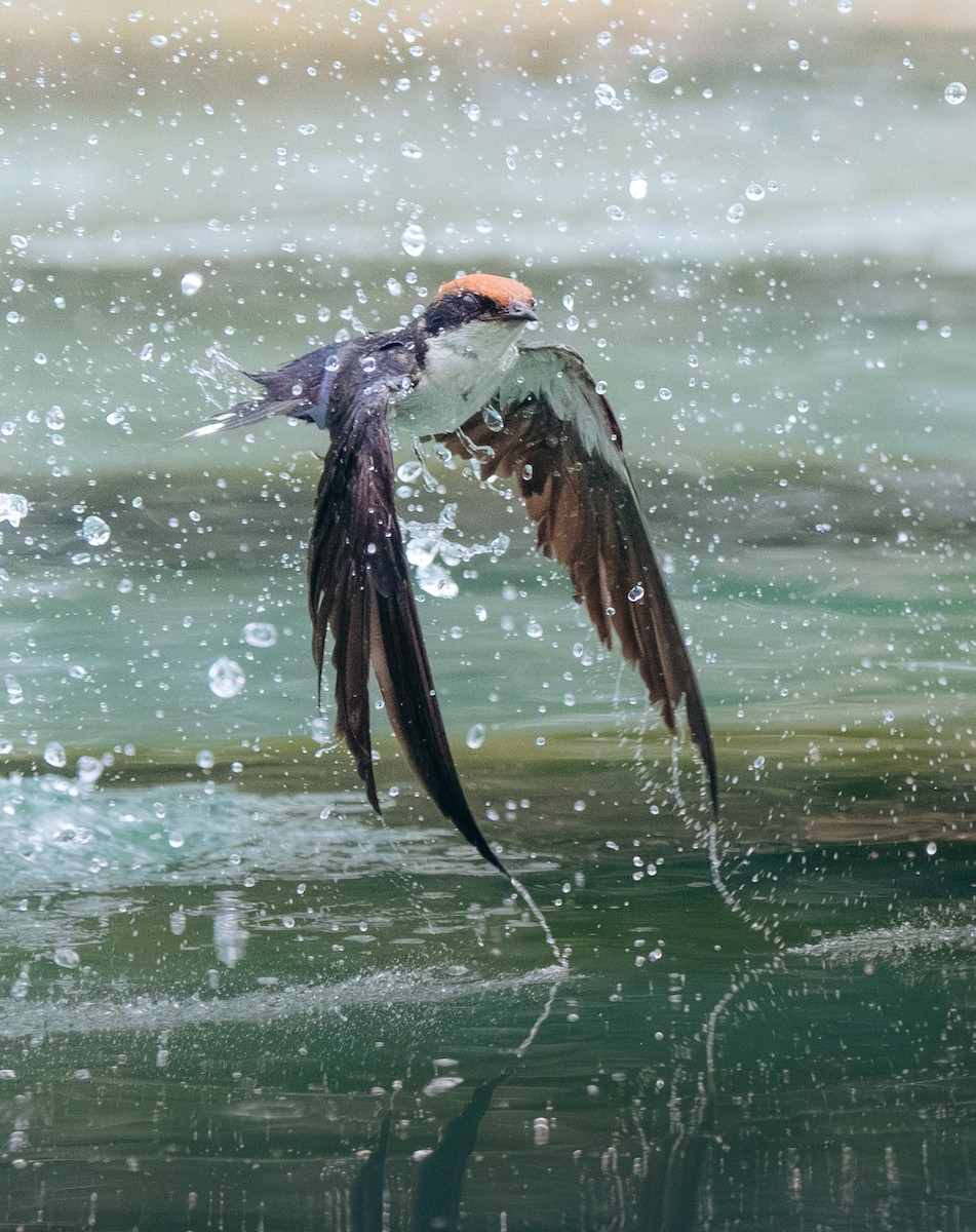 trådstjertsvale - ML644581521