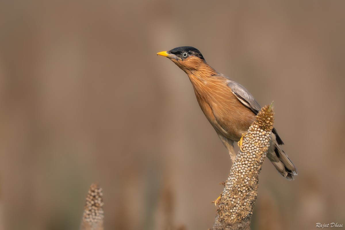 Brahminy Starling - ML644581522