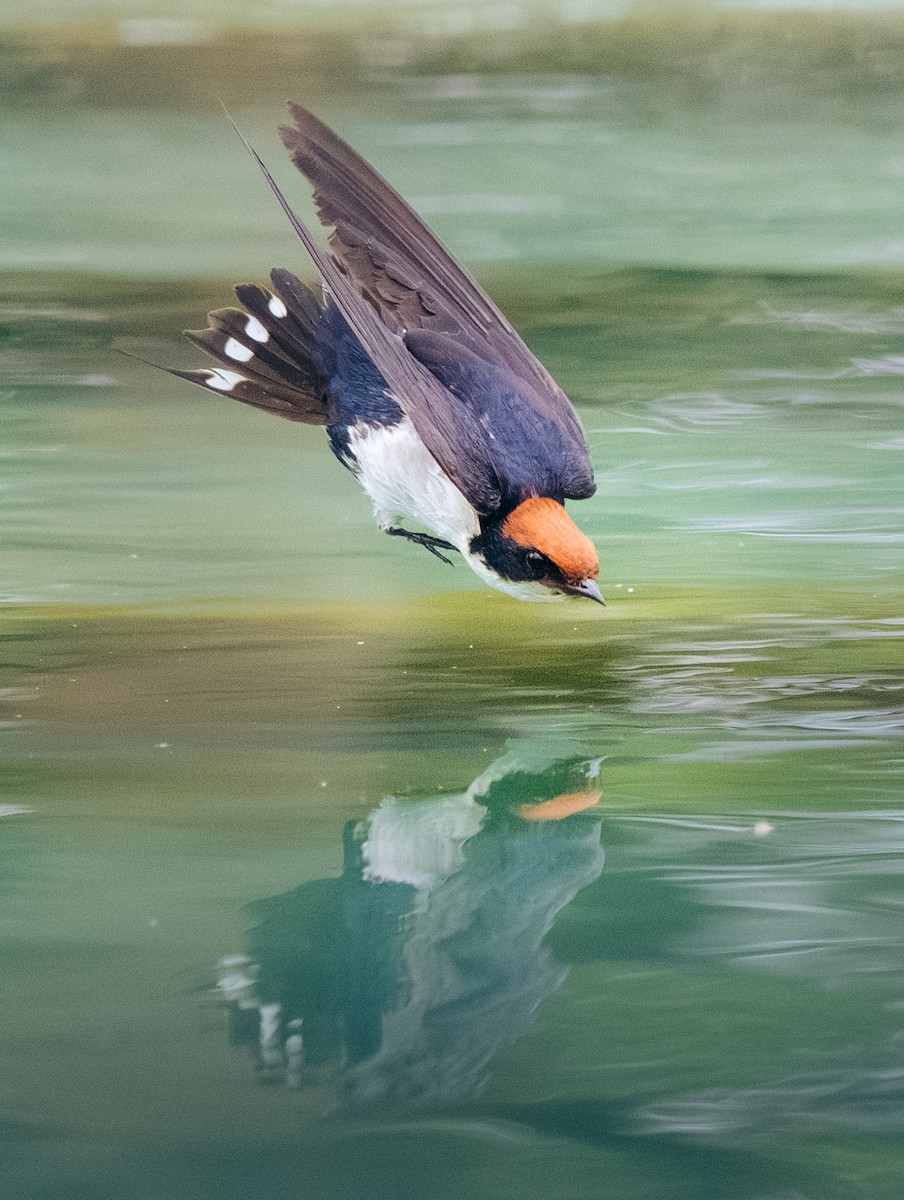 trådstjertsvale - ML644581524