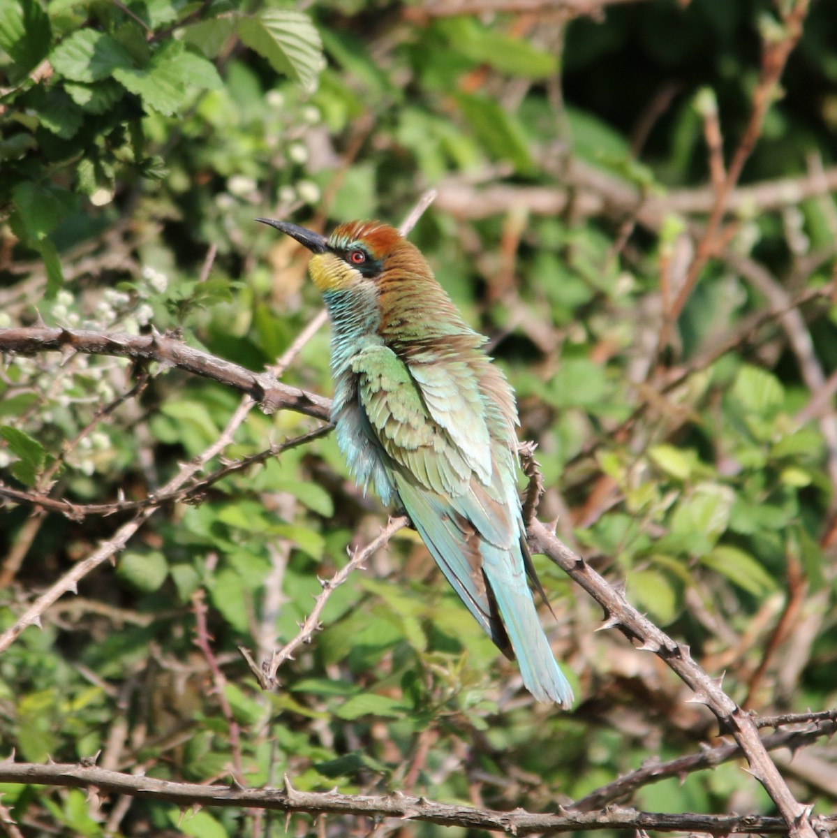 vlha pestrá - ML644581526