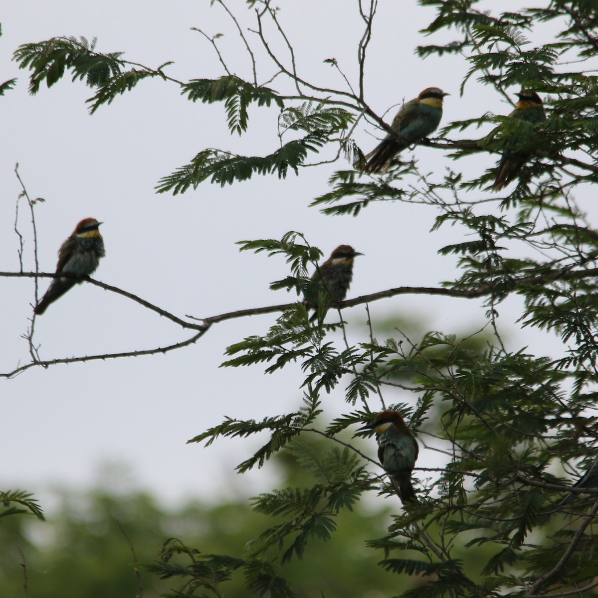 vlha pestrá - ML644581527