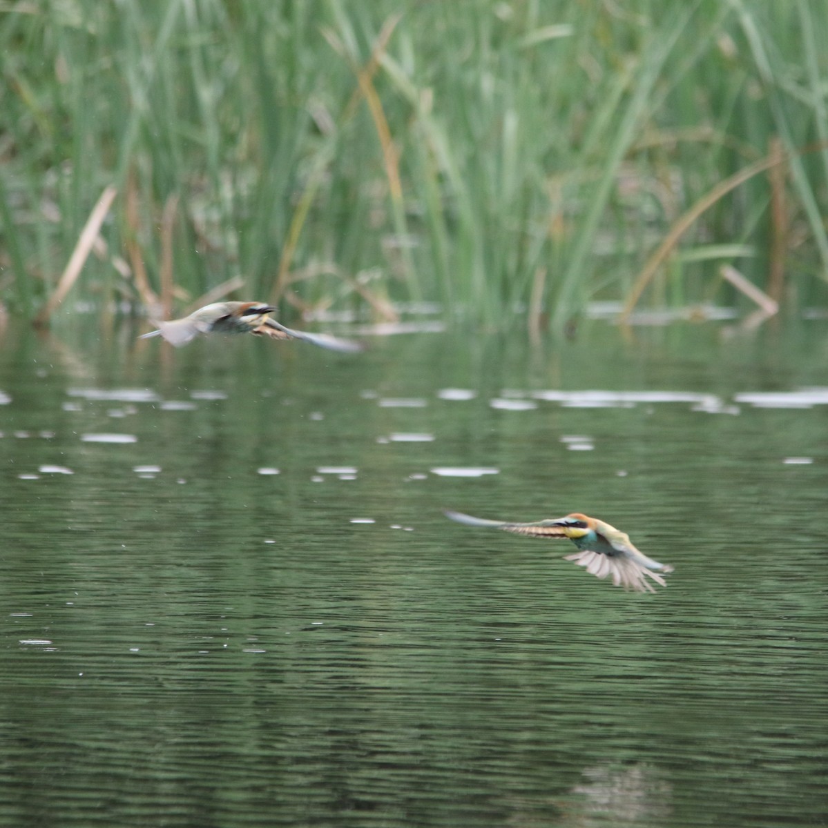 vlha pestrá - ML644581528