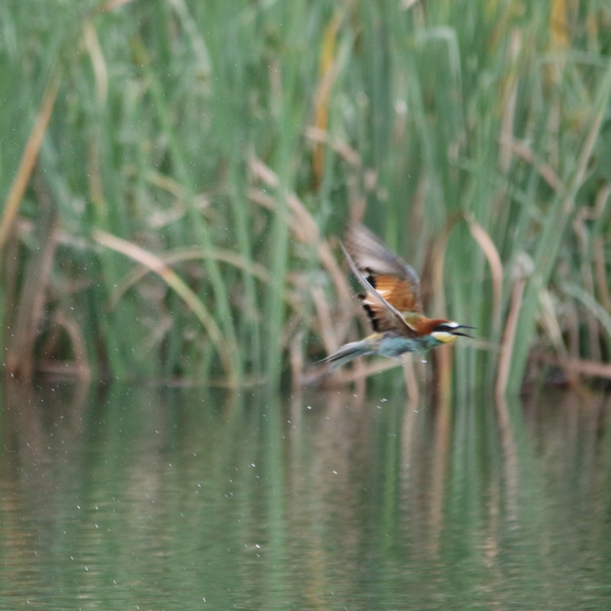 vlha pestrá - ML644581529