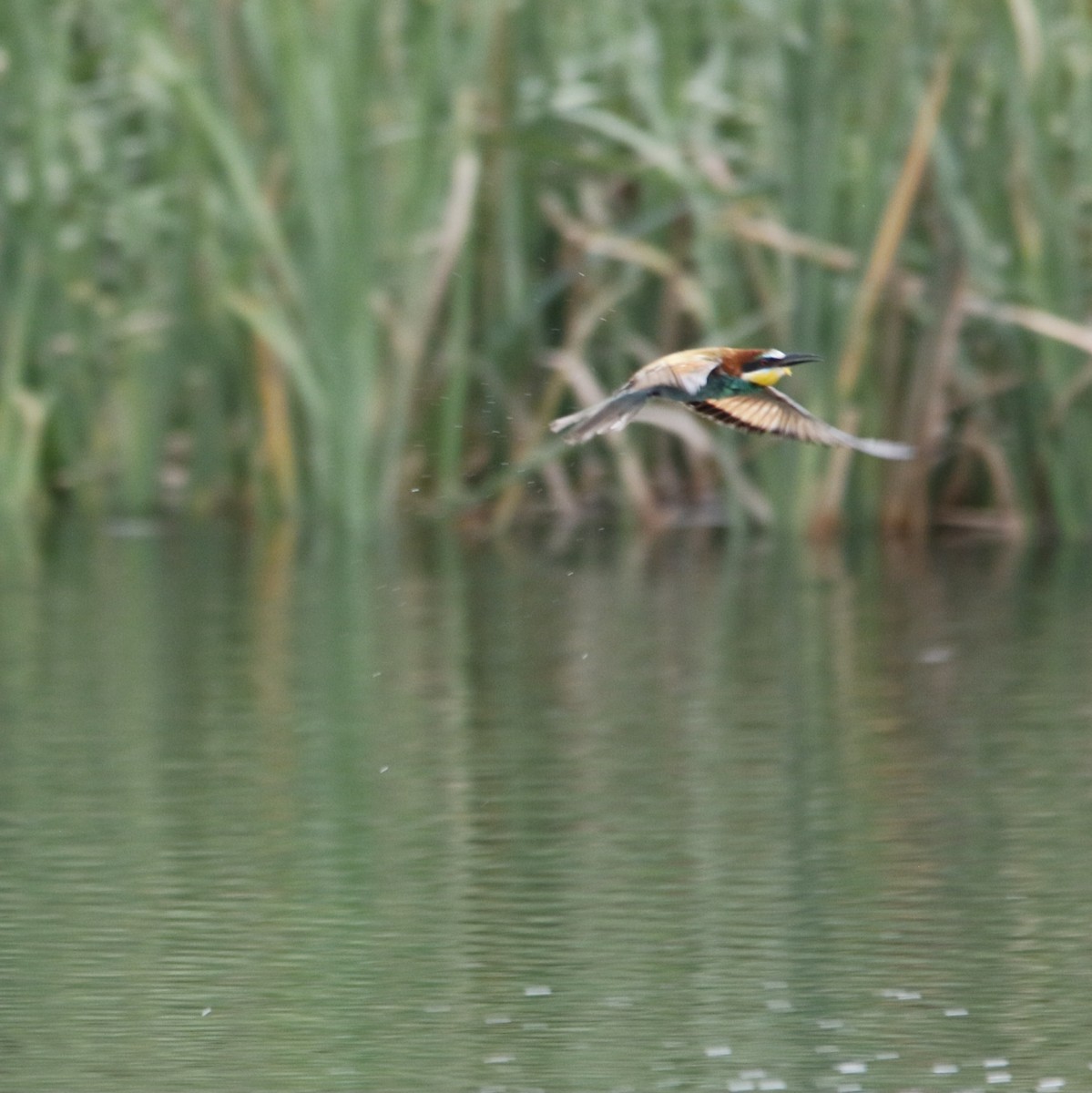 vlha pestrá - ML644581530