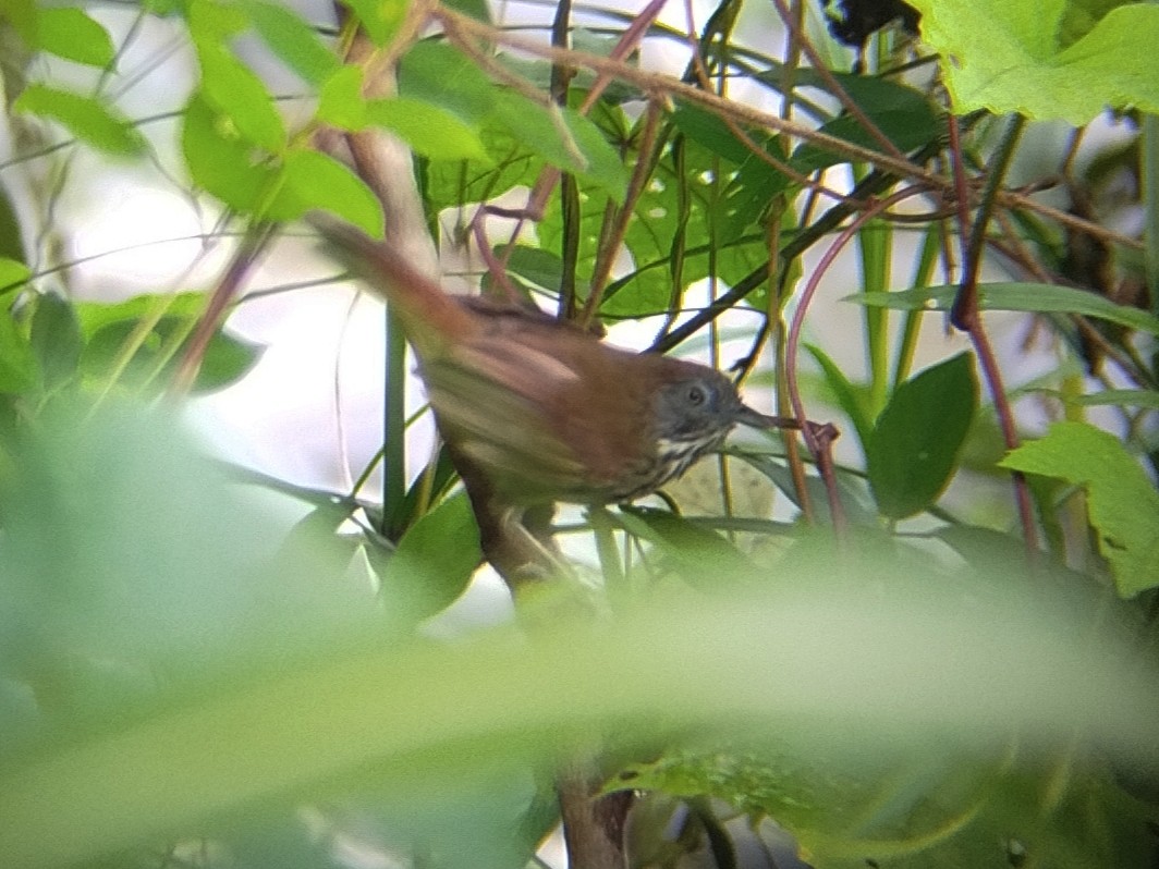 Bold-striped Tit-Babbler - ML644581531
