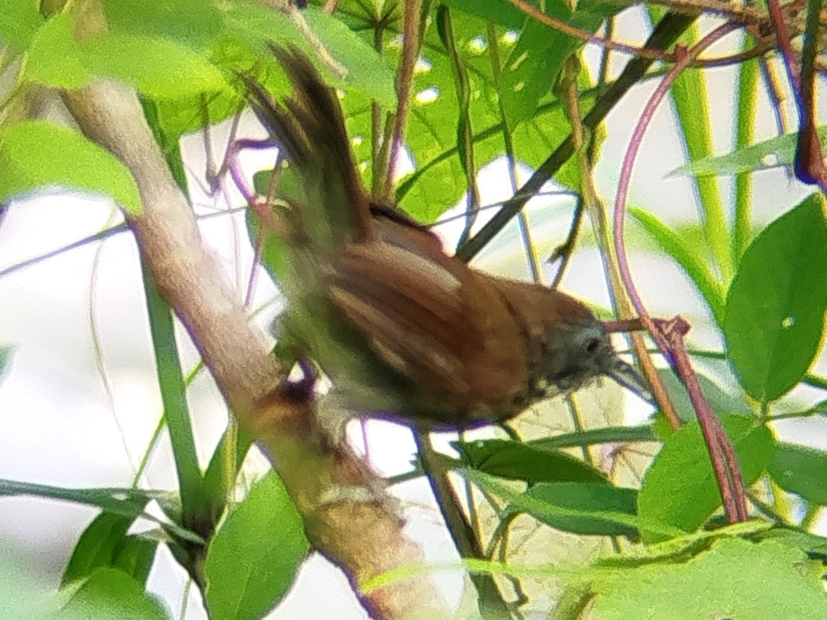 Bold-striped Tit-Babbler - ML644581532